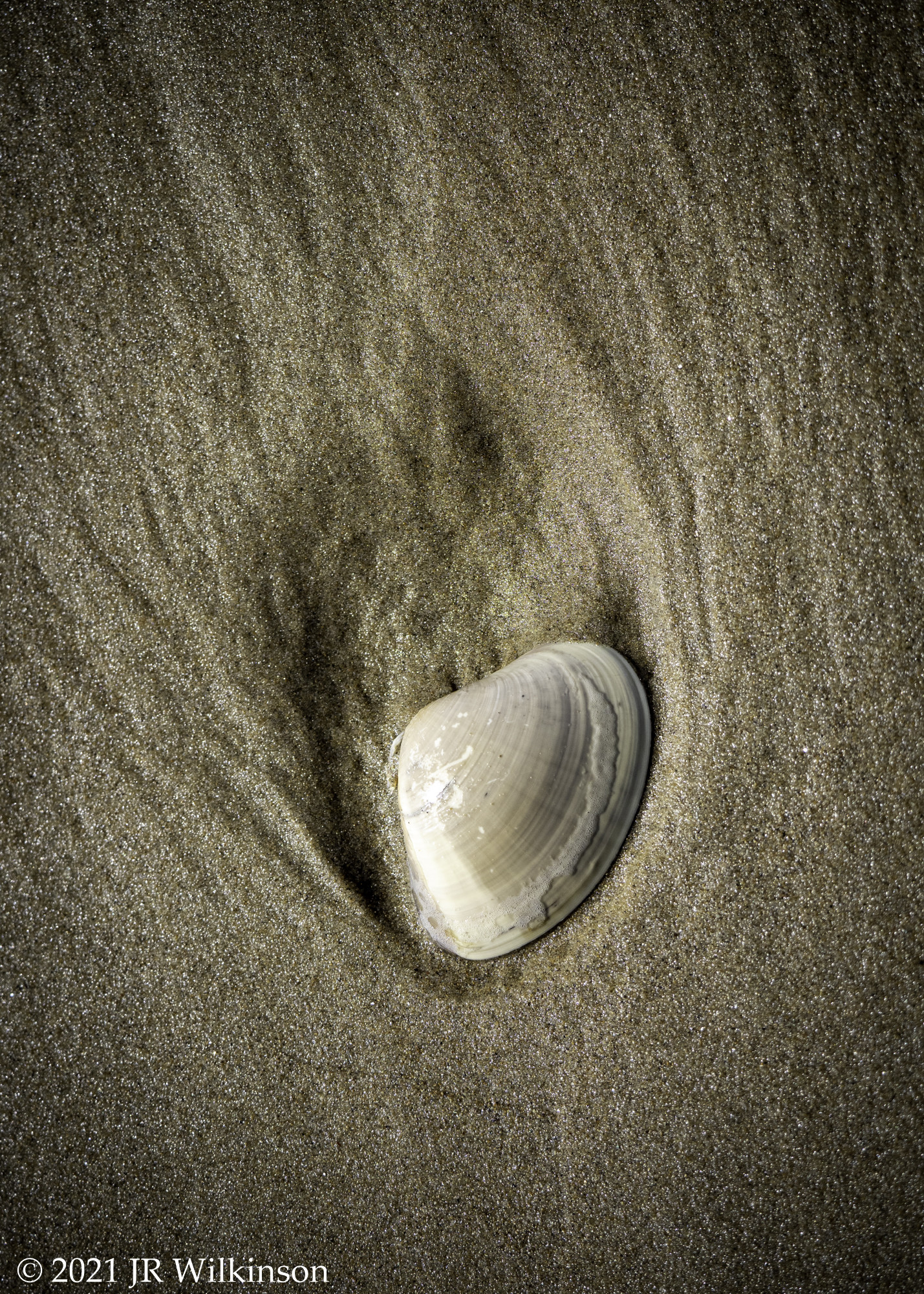 09152021_Textures-BeachShell-2