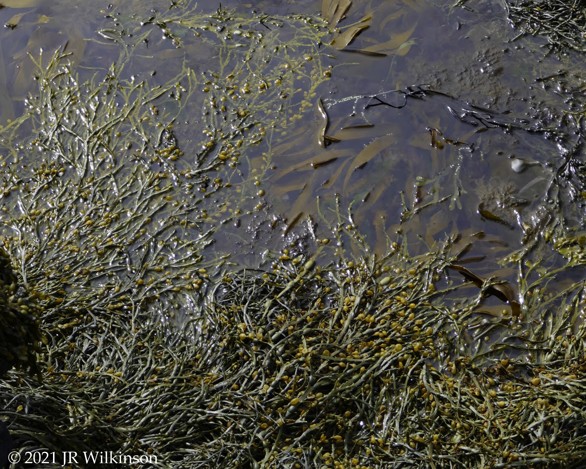 09152021_Textures-IcelandKelp-2