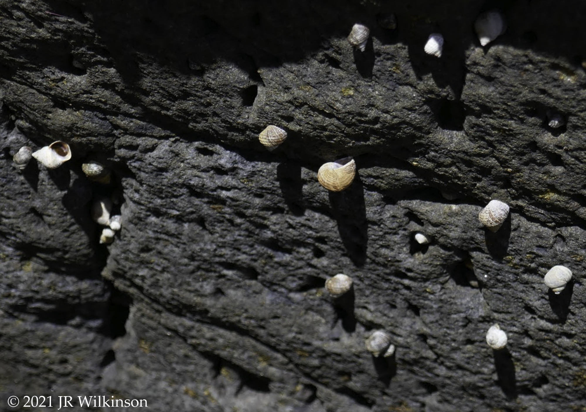 09152021_Textures-IcelandShells-2