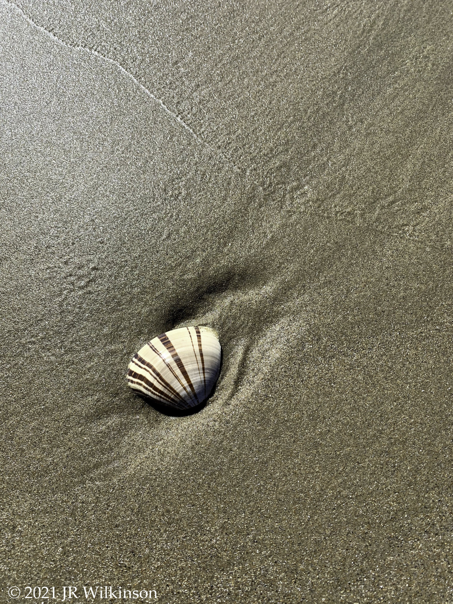 09152021_Textures-PismoBeach-1