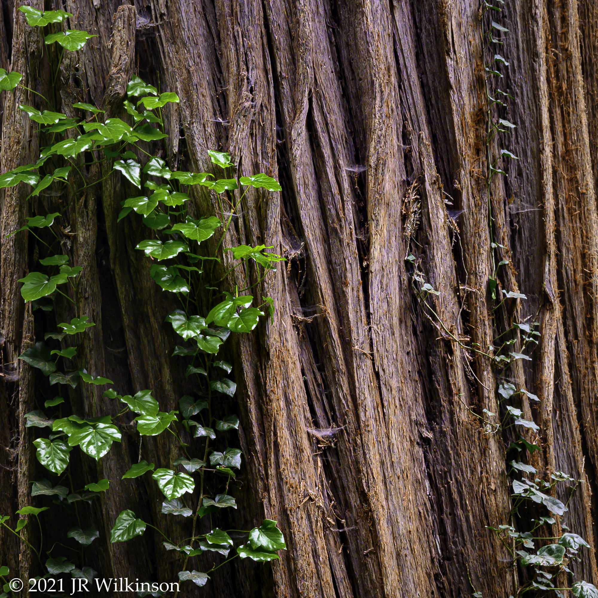 09152021_Textures-RedwoodIvy-1