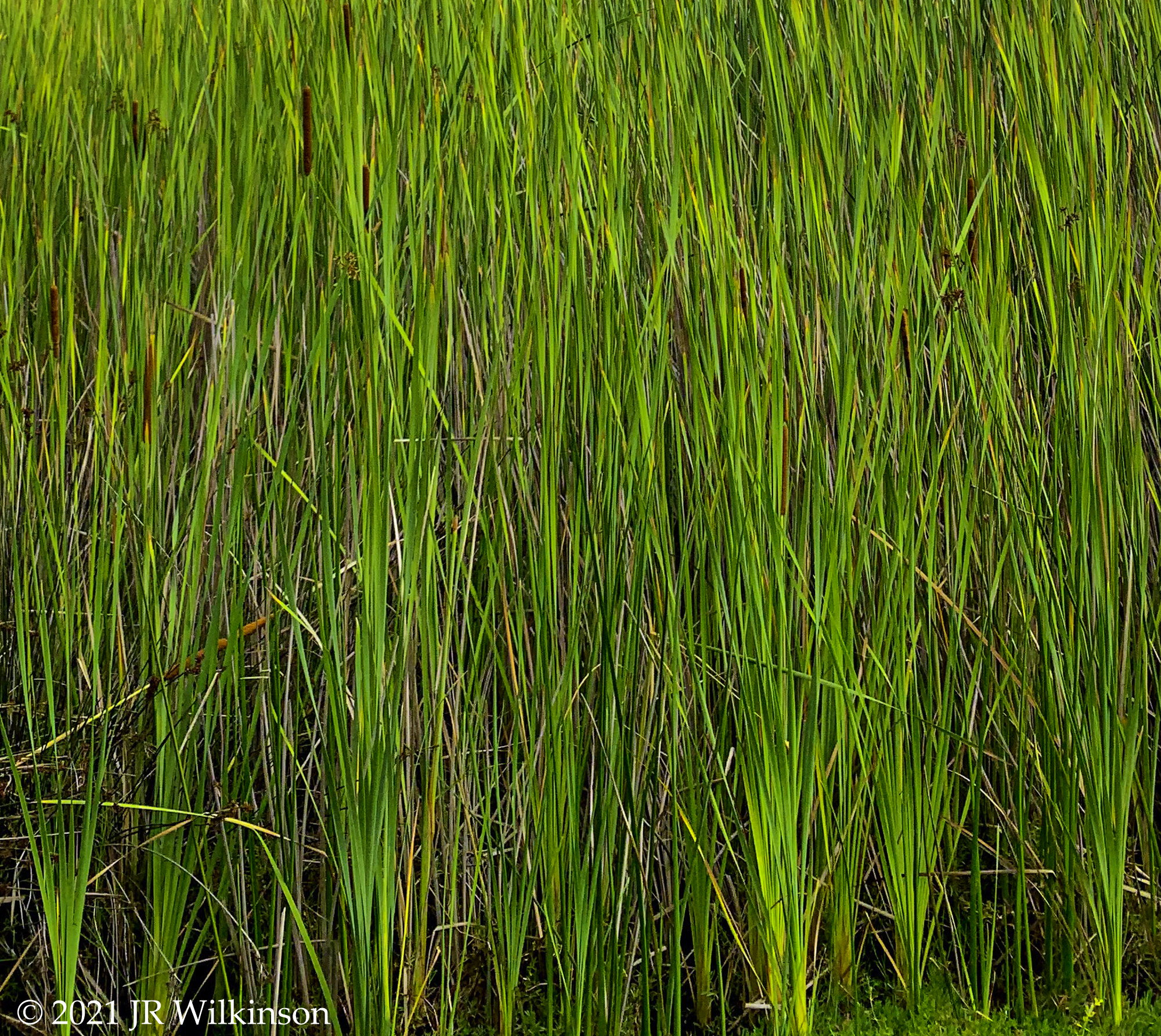 09152021_Textures-Reeds-2